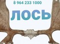 Фотография: Куплю рога олень лось марал