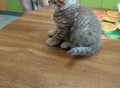 Фотография: Британские котята