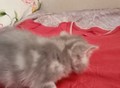 Фотография: Шотландские котята 