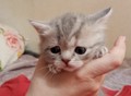 Фотография: Шотландские котята 