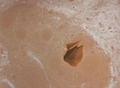 Фотография: Мед