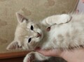 Фотография: Котята отдам. 