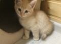 Фотография: Котята