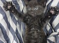 Фотография: Отдам котят