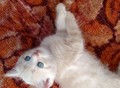 Фотография: Британские котята