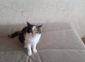 Фотография: Трехцветная кошечка 