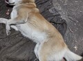 Фотография: Собака