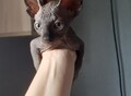 Фотография: Меняю котенка канадского сфинкса на велосипед
