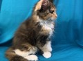 Фотография: Котята Мейн-кун