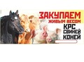 Фотография: Закупаю КРС, баранину, свинину