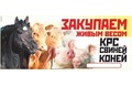 Фотография: Куплю КРС, баранов, свинину