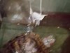 Фотография: Черепаху красноухую большую