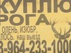 Фотография: Куплю рога олень лось марал