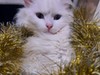 Фотография: Сытый Котик ПРИНЦ