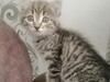 Фотография: Отдам котенка