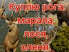Фотография: Куплю рога диких животных олень