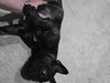 Фотография: Французский бульдог