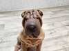 Фотография: Срочно продам щенка