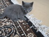 Фотография: Кошечка 1 месяц бесплатно