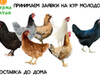 Фотография: Куры молодки