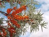 Фотография: Куплю облепиху