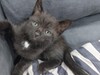 Фотография: Отдам котят