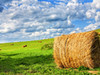 Фотография: Продам сено. Урожай 2021.