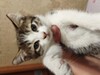 Фотография: Котята отдам.