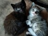 Фотография: Котята
