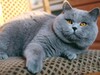 Фотография: кот