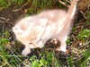 Фотография: котята в добрые руки