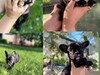 Фотография: Французский бульдог