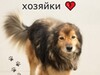 Фотография: Срочно ищем дом для доброго пса Дика