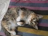 Фотография: Отдам кошечку мышеловку