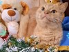 Фотография: СытыйКотик Бегемотик