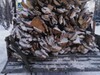 Фотография: Горбыль сухой