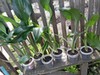Фотография: Продам эухарис белый