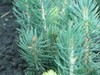 Фотография: Сеянцы, саженцы хвойных растений из питомника