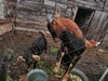Фотография: Продам козлов.