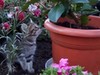Фотография: котята 1,5 мес.кушают самостоятельно