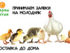 Фотография: Цыплята, Утята, ГУсята