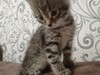 Фотография: Отдам бесплатно