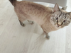 Фотография: Отдам кота