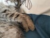 Фотография: Котята-мышеловы