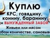 Фотография: Закупаю КРС
