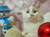 Фотография: Сытый Котик Альбус