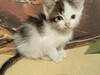 Фотография: Котята