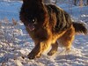 Фотография: Щенки немецкой овчарки