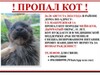 Фотография: Потерялся кот