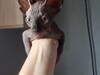 Фотография: Меняю котенка канадского сфинкса на велосипед